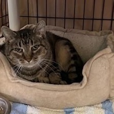 Mortadella *Barn Placement only*, Adoptable, Adult Female Domestic Short Hair.