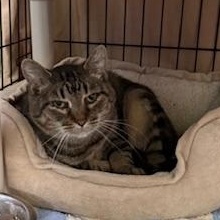 Mortadella *Barn Placement only*, a Adoptable Domestic Short Hair in Honesdale, PA image 2/2