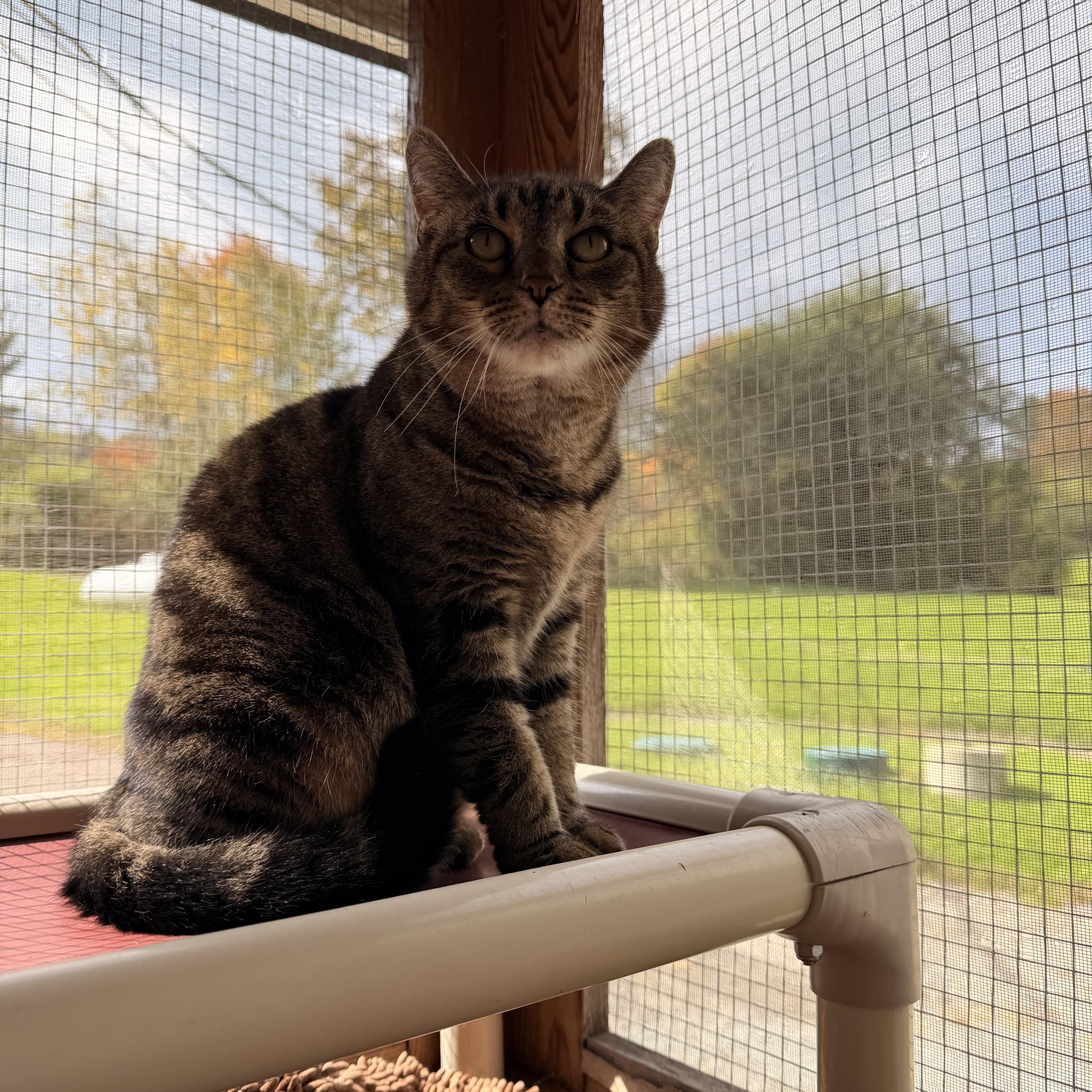 Mortadella, Adoptable, Adult Female Domestic Short Hair.