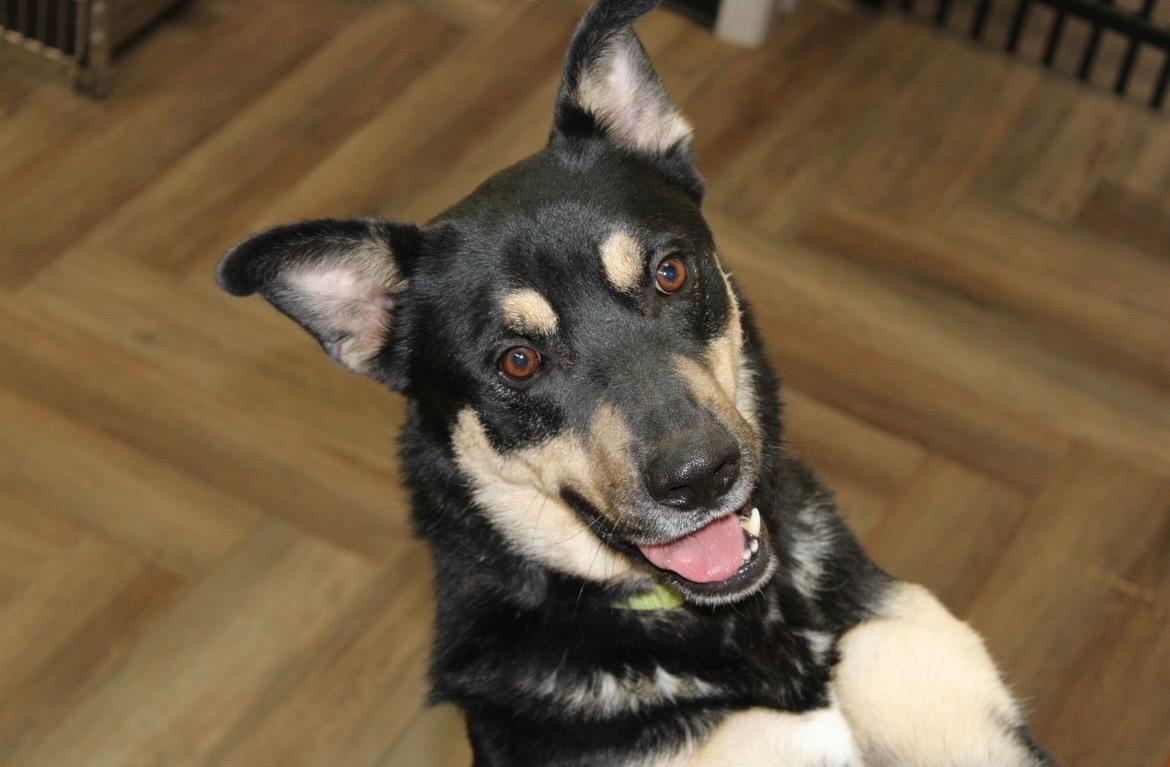 Sammy — thumbnail 2