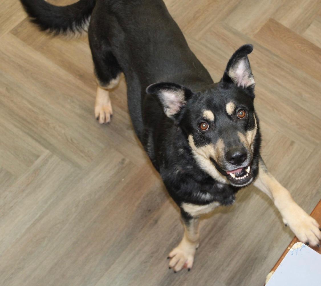 Sammy — thumbnail 3