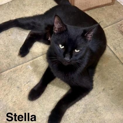 Enlarge Stella, a Adoptable Domestic Short Hair in Santa Cruz, CA image 1/1