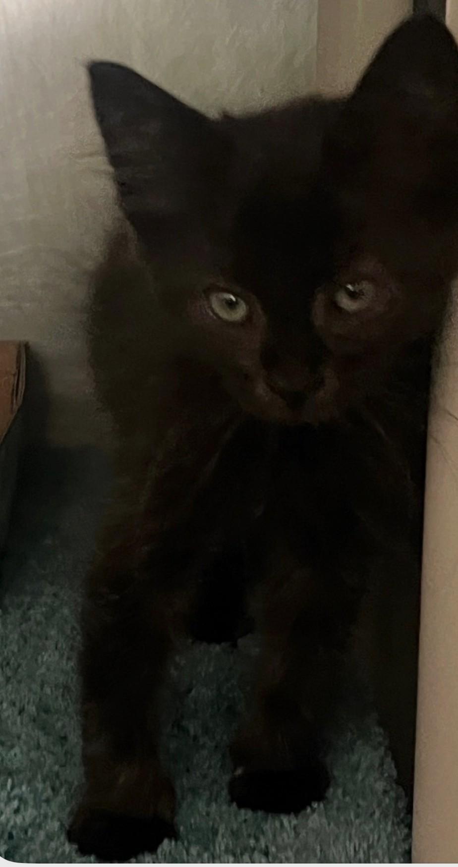 Enlarge Eclipse - medium hair kitten at Randolph Animal Shelter, a ADOPTABLE Domestic Medium Hair in Randolph, NJ image 1/1