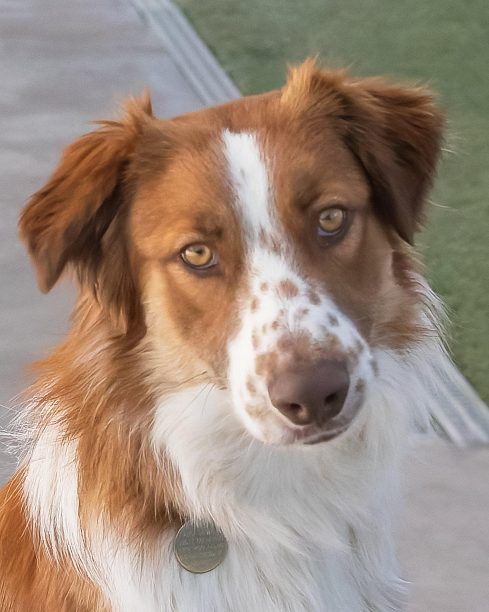 RUDY, Adoptable, Adult Male Australian Shepherd.