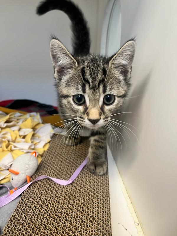 Enlarge Fall (ID 50847/1013) , an adopted Domestic Short Hair in Manassas, VA image 1/1