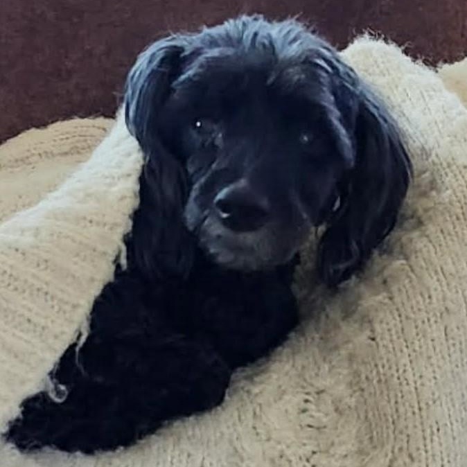 MIRACLE aka TOBY, a ADOPTABLE Poodle (Toy) in Marana, AZ image 4/5