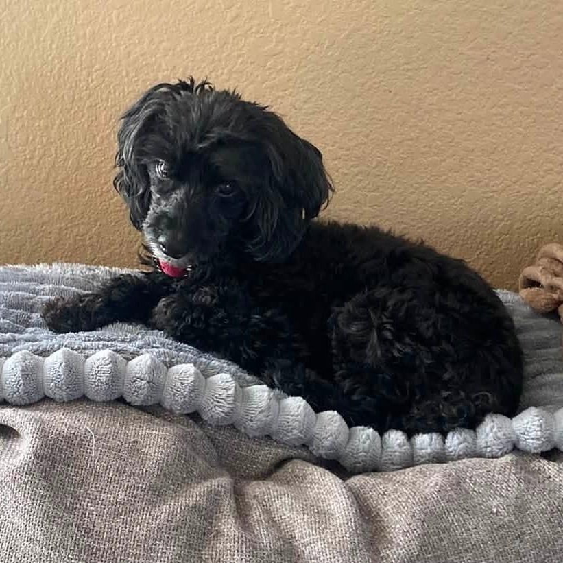 MIRACLE aka TOBY, a ADOPTABLE Poodle (Toy) in Marana, AZ image 3/5
