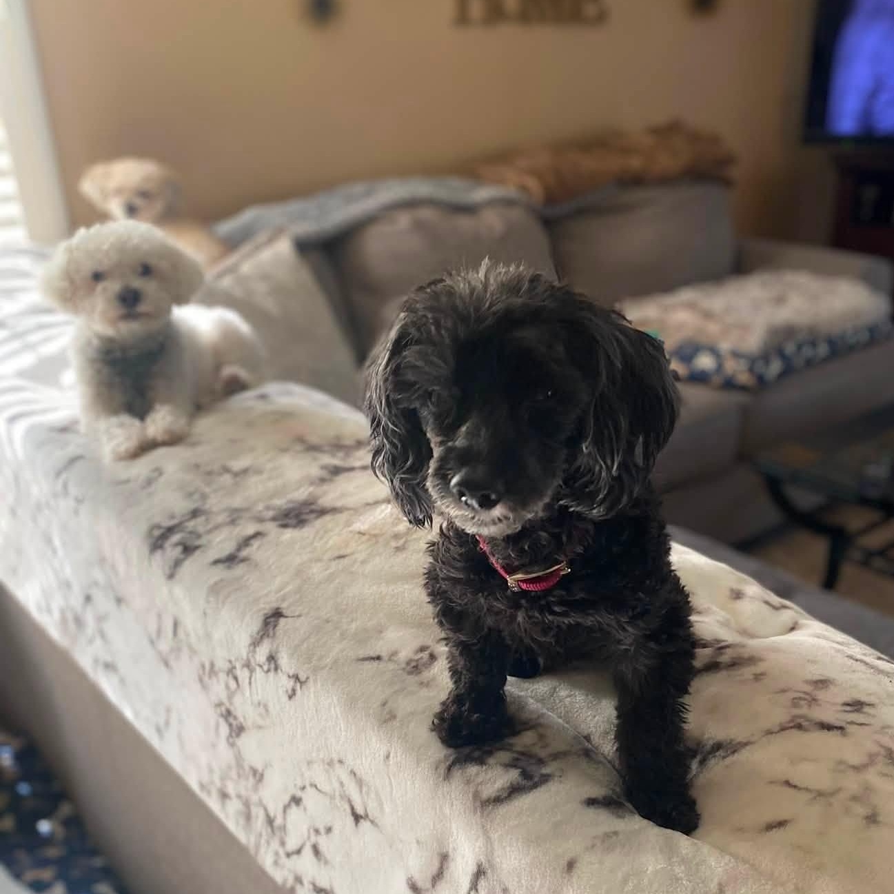 MIRACLE aka TOBY, ADOPTABLE, Adult Male Poodle (Toy).