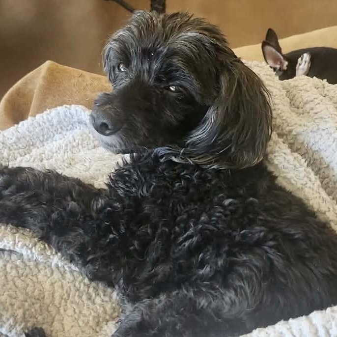 MIRACLE aka TOBY, a ADOPTABLE Poodle (Toy) in Marana, AZ image 5/5