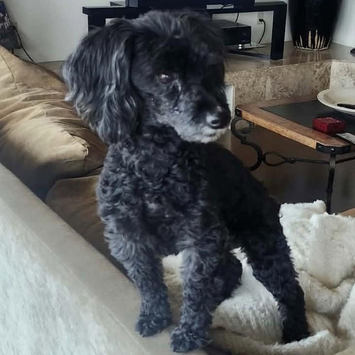 MIRACLE aka TOBY, a ADOPTABLE Poodle (Toy) in Marana, AZ image 2/5