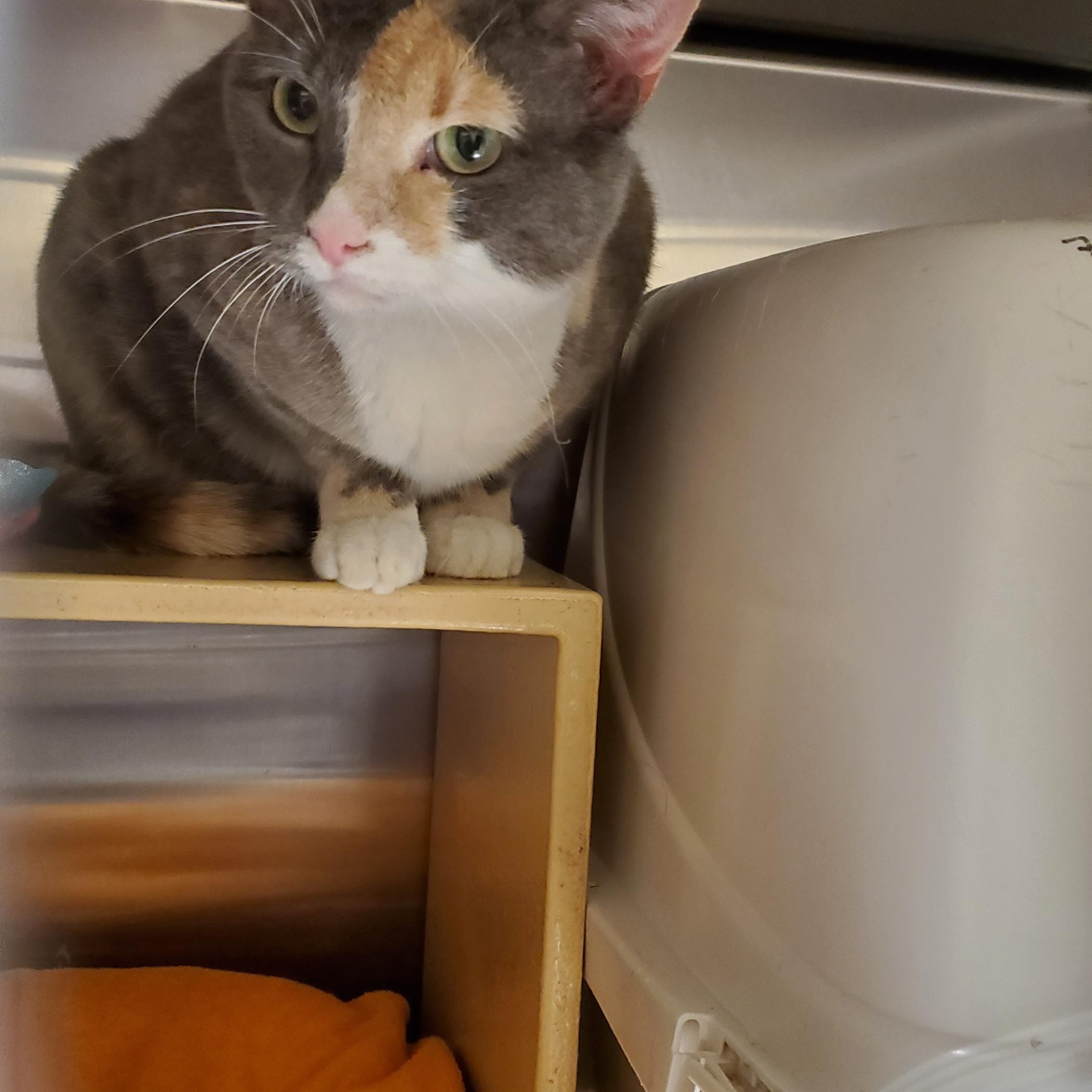 Enlarge Polly, a ADOPTABLE Calico in Muncie, IN image 1/3