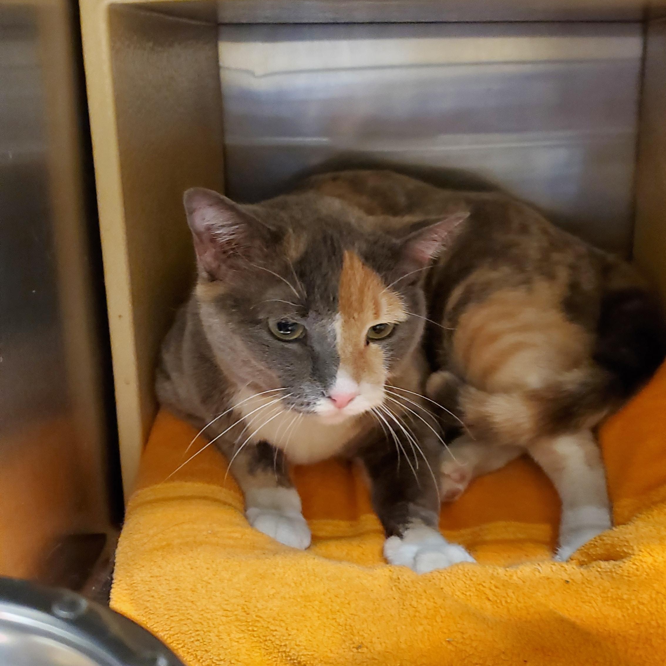 Enlarge Polly, a ADOPTABLE Calico in Muncie, IN image 2/3
