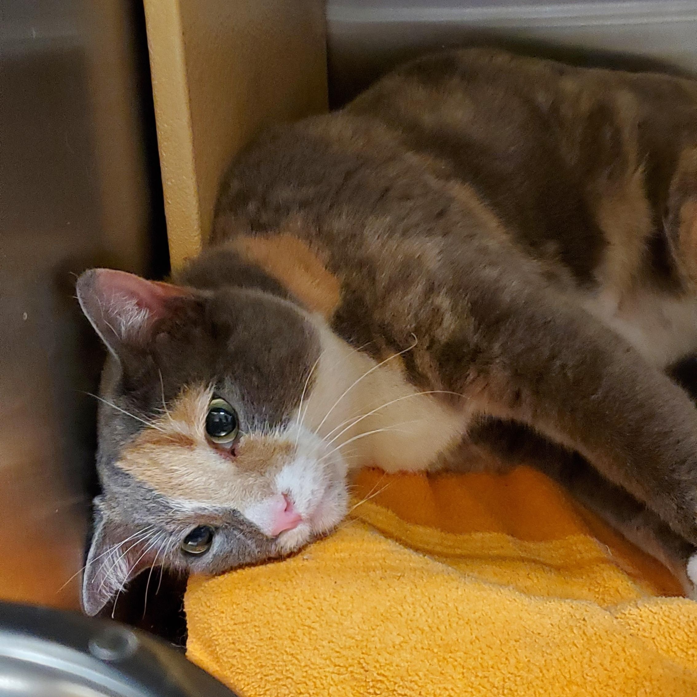 Enlarge Polly, a ADOPTABLE Calico in Muncie, IN image 3/3