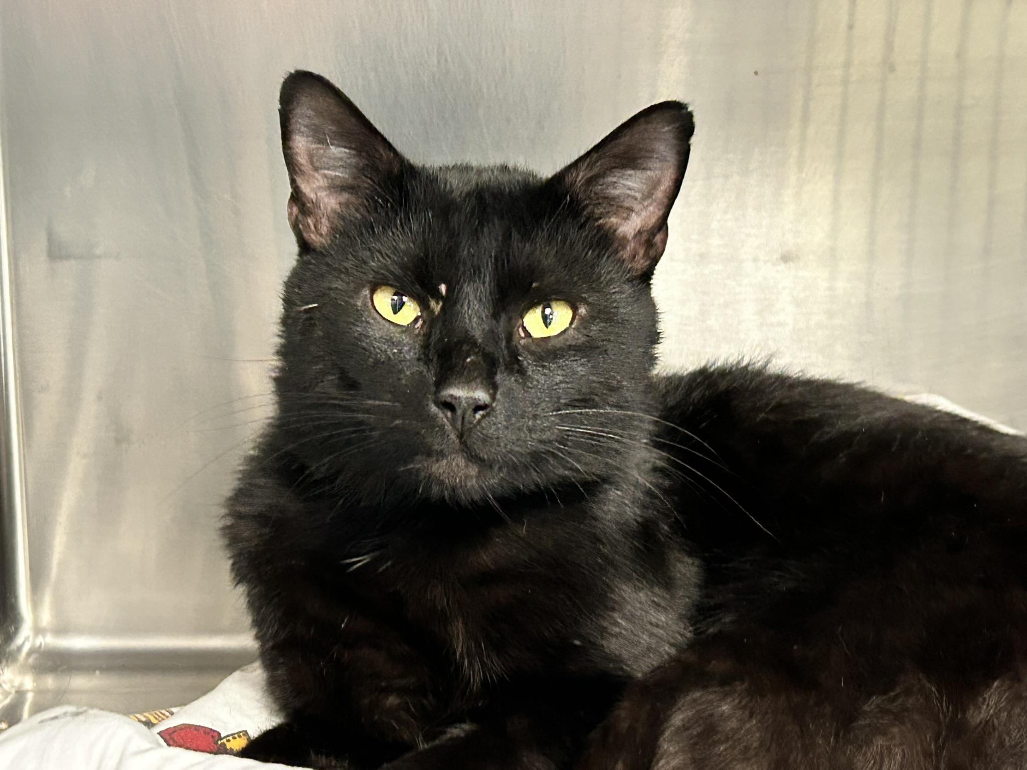 Cosmo, ADOPTABLE, Adult Male Domestic Short Hair.