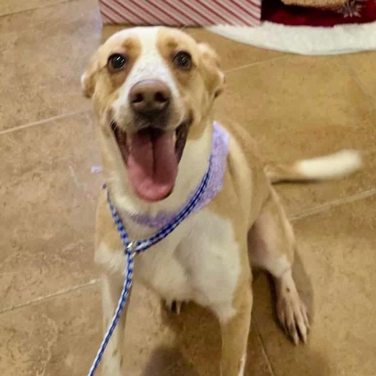 3896 DEARIE, Adoptable, Young Female Mixed Breed.