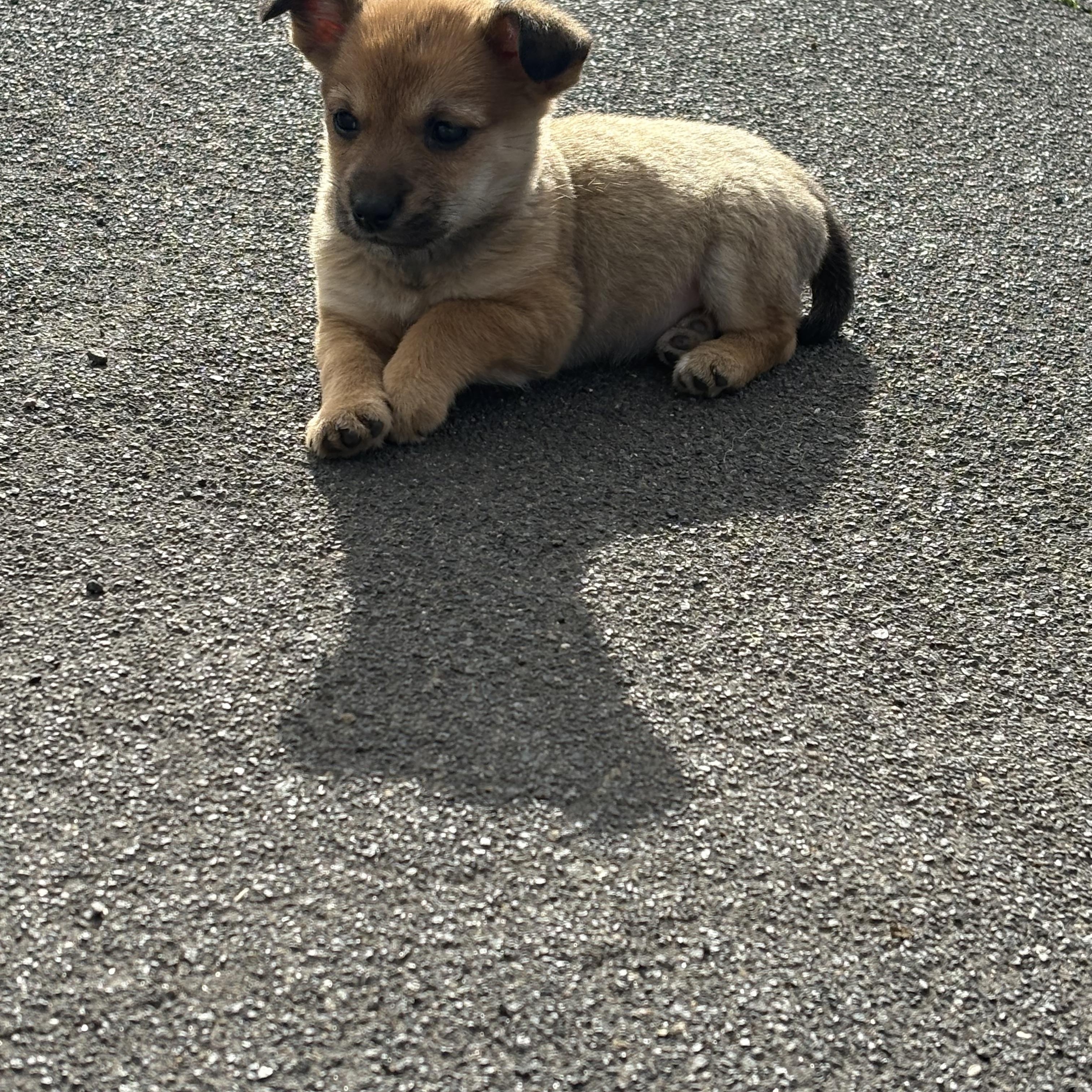 Enlarge Kylee, a ADOPTABLE mixed breed in Herald, CA image 2/3