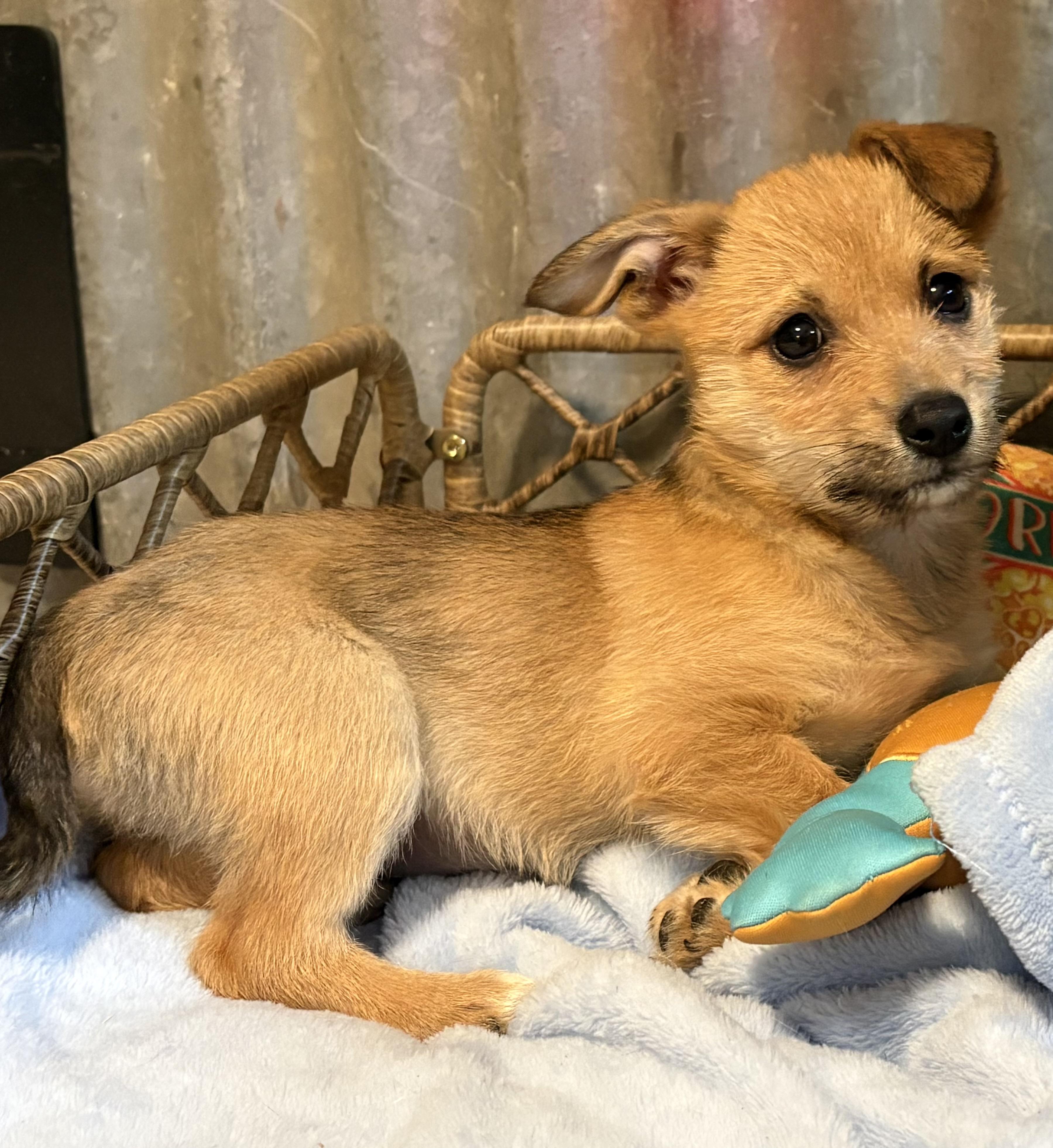 Kylee, ADOPTABLE, Puppy Female Terrier.