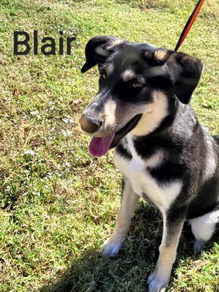 Blair, Adoptable, Young Female German Shepherd Dog & Husky.