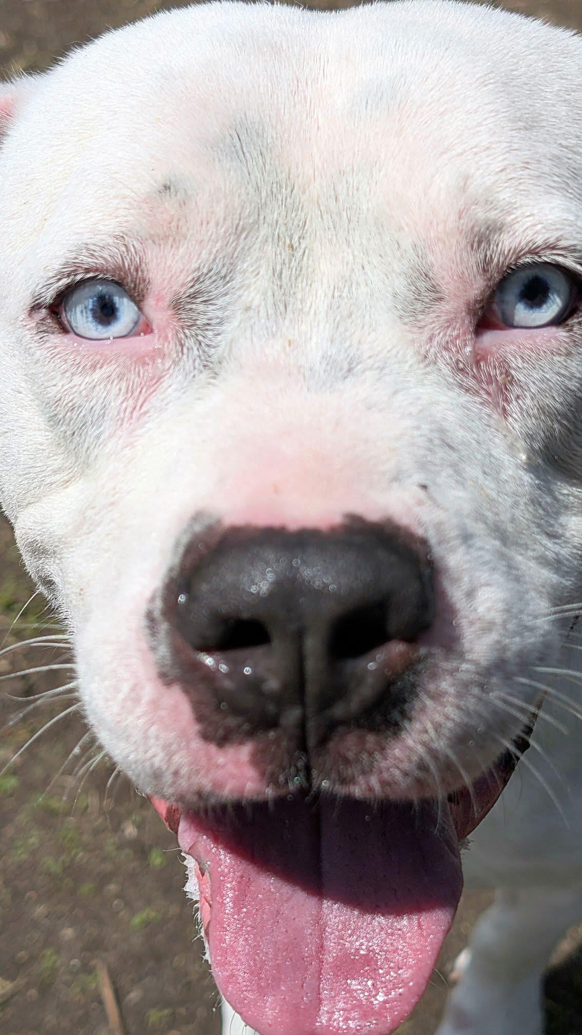 Enlarge Moneybags, a ADOPTABLE Pit Bull Terrier in Chicago, IL image 1/5