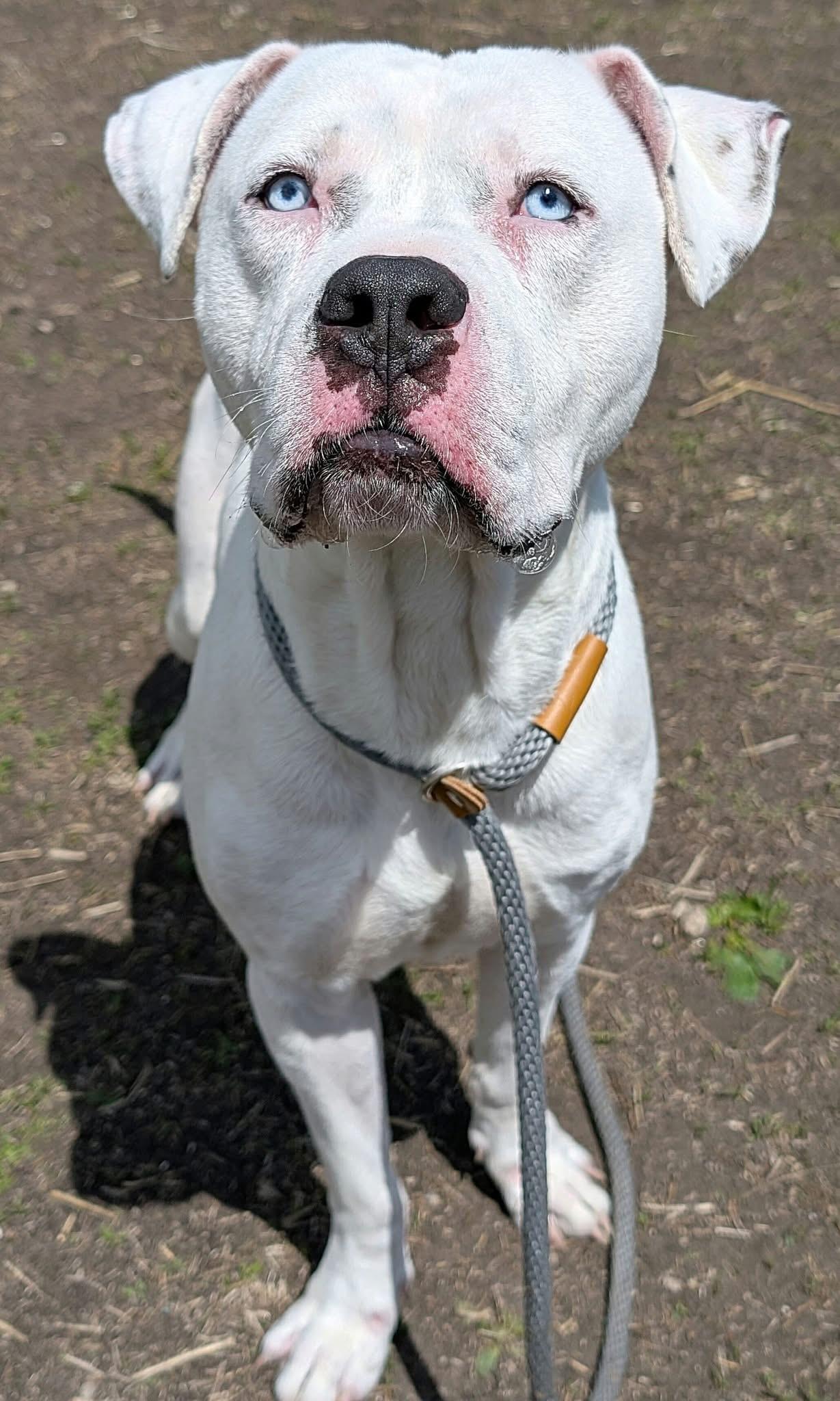 Enlarge Moneybags, a ADOPTABLE Pit Bull Terrier in Chicago, IL image 2/5