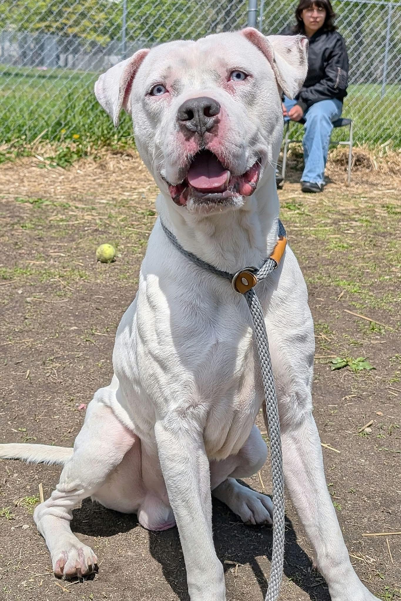 Enlarge Moneybags, a ADOPTABLE Pit Bull Terrier in Chicago, IL image 3/5
