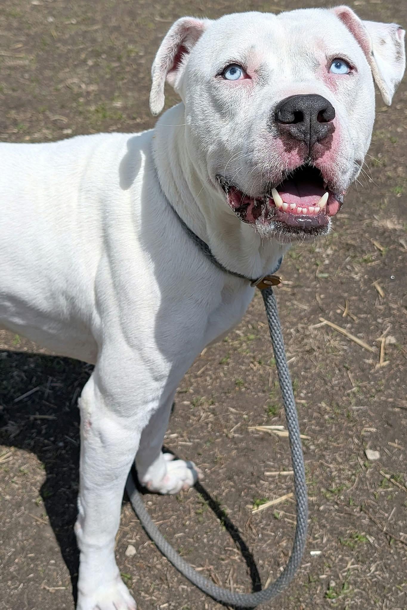 Enlarge Moneybags, a ADOPTABLE Pit Bull Terrier in Chicago, IL image 4/5