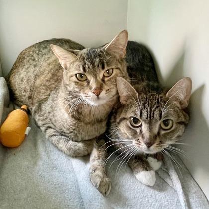 Echo, Adoptable, Adult Female Domestic Short Hair & Domestic Short Hair.