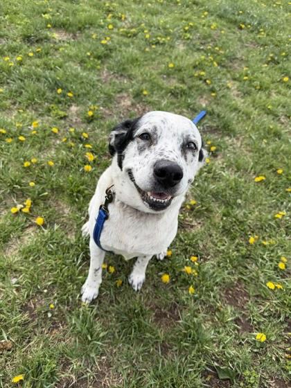 Enlarge Freckles, a Adoptable mixed breed in Scottsbluff, NE image 1/3
