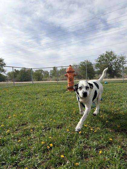 Enlarge Freckles, a Adoptable mixed breed in Scottsbluff, NE image 2/3