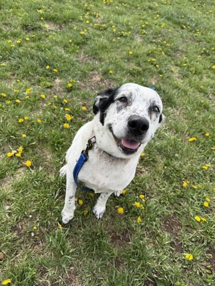 Enlarge Freckles, a Adoptable mixed breed in Scottsbluff, NE image 3/3