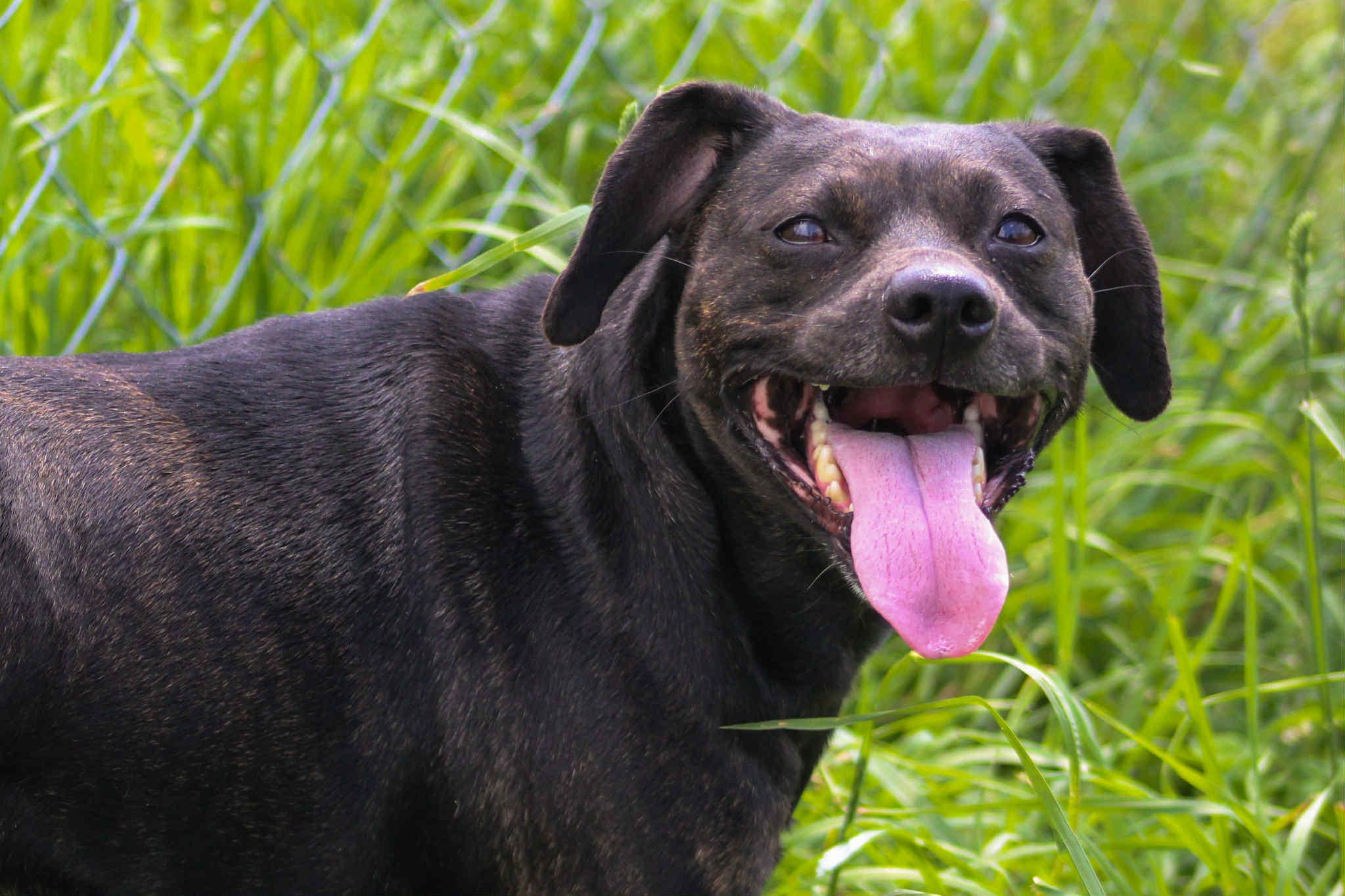 Navi, Adoptable, Adult Female Pit Bull Terrier & Dachshund.