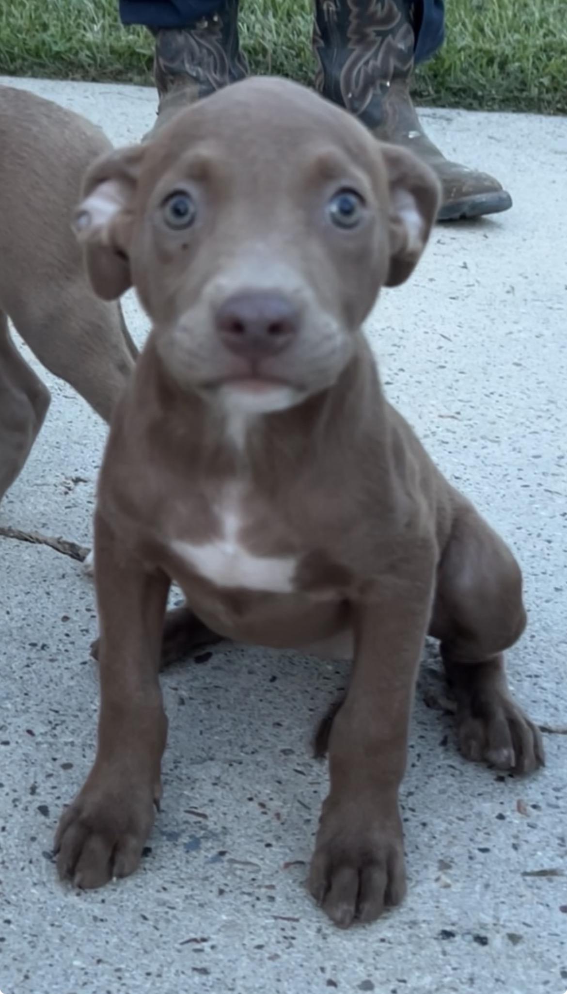 Enlarge Ranger, a Adoptable American Staffordshire Terrier in conroe, TX image 2/3