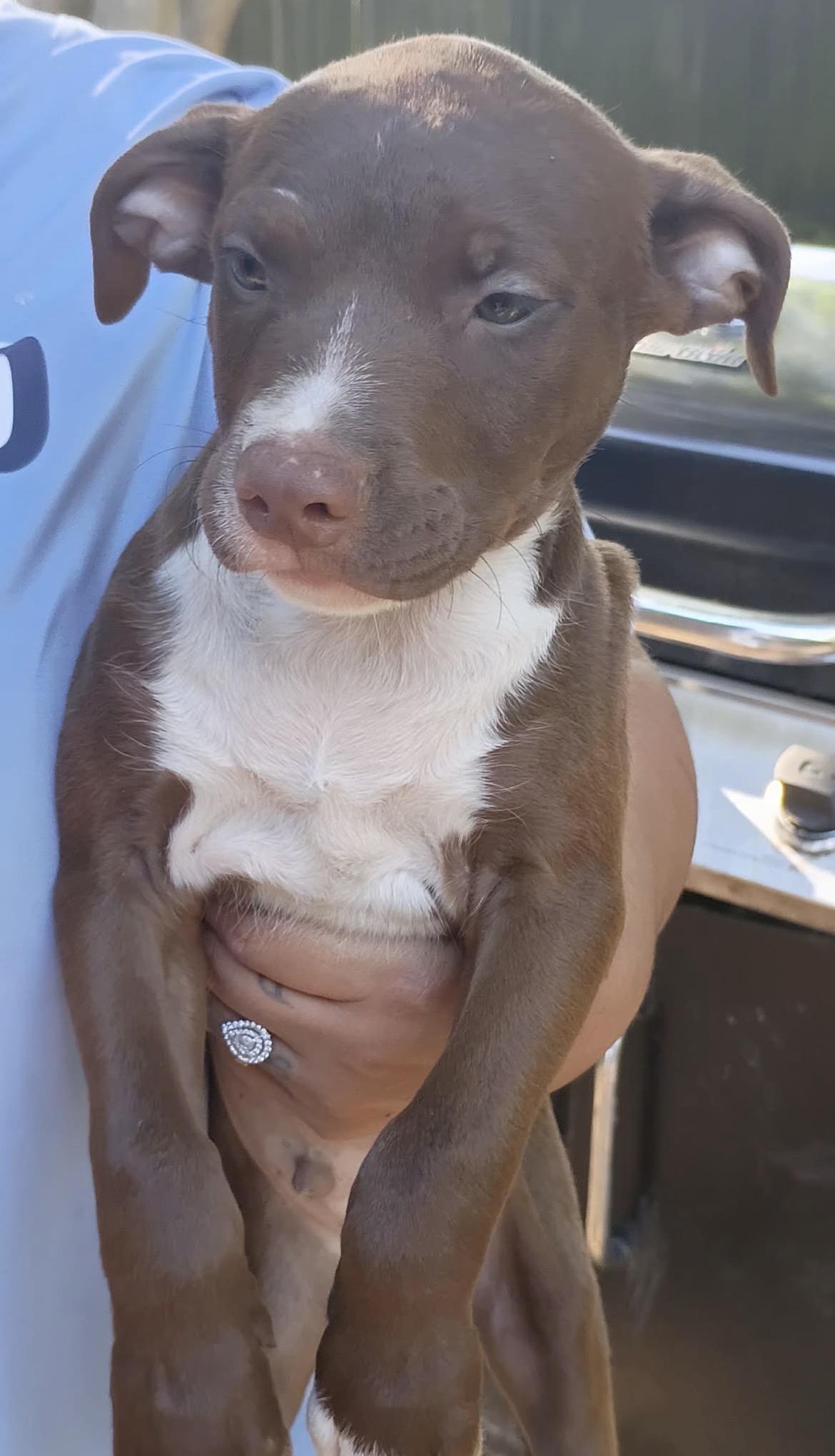 Enlarge Ranger, a Adoptable American Staffordshire Terrier in conroe, TX image 3/3