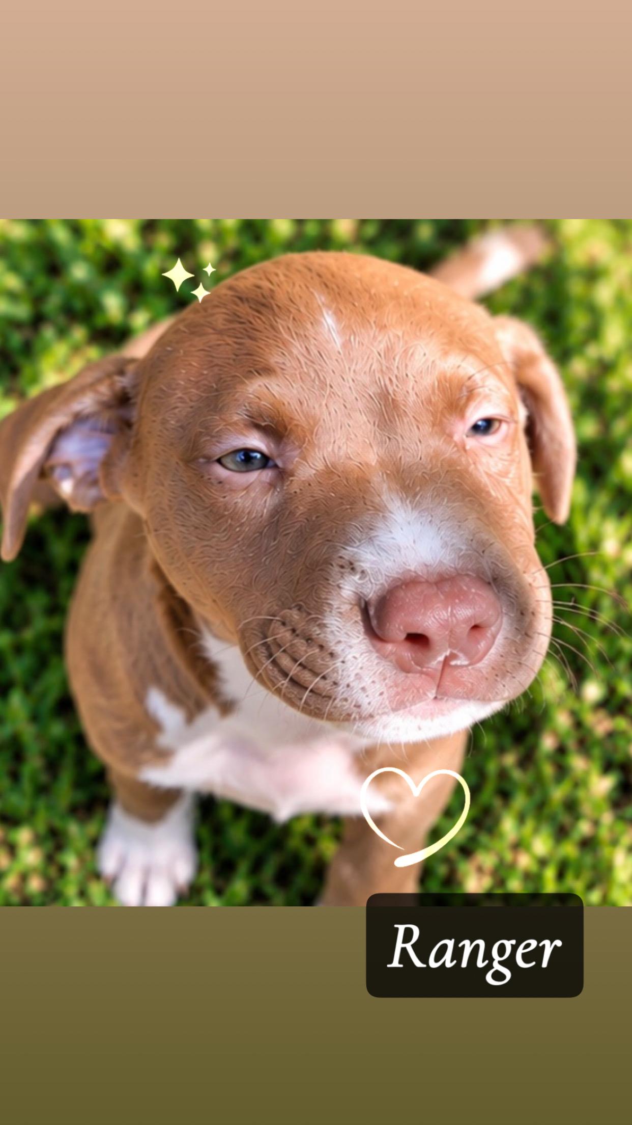 Ranger, Adoptable, Puppy Male American Staffordshire Terrier.