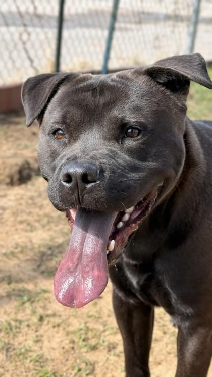 Bruce, a Adoptable mixed breed in Balch Springs, TX image 1/3