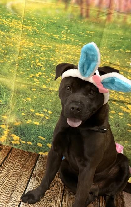 Bruce, a Adoptable mixed breed in Balch Springs, TX image 2/3