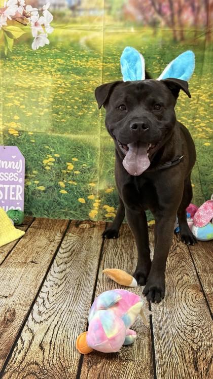 Bruce, a Adoptable mixed breed in Balch Springs, TX image 3/3