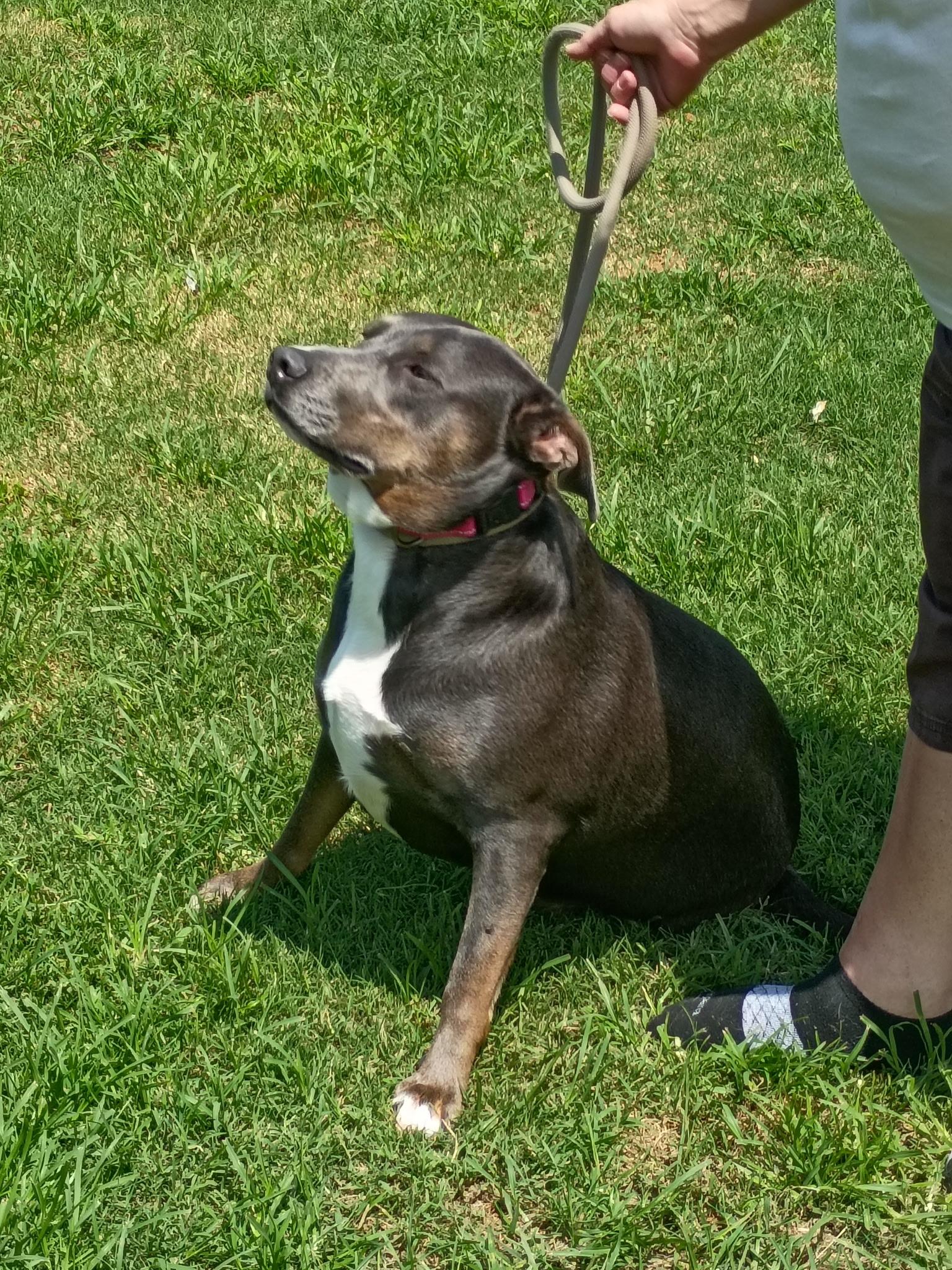 MA'AM SAPPHIRE, a ADOPTABLE mixed breed in Jackson, TN image 5/6