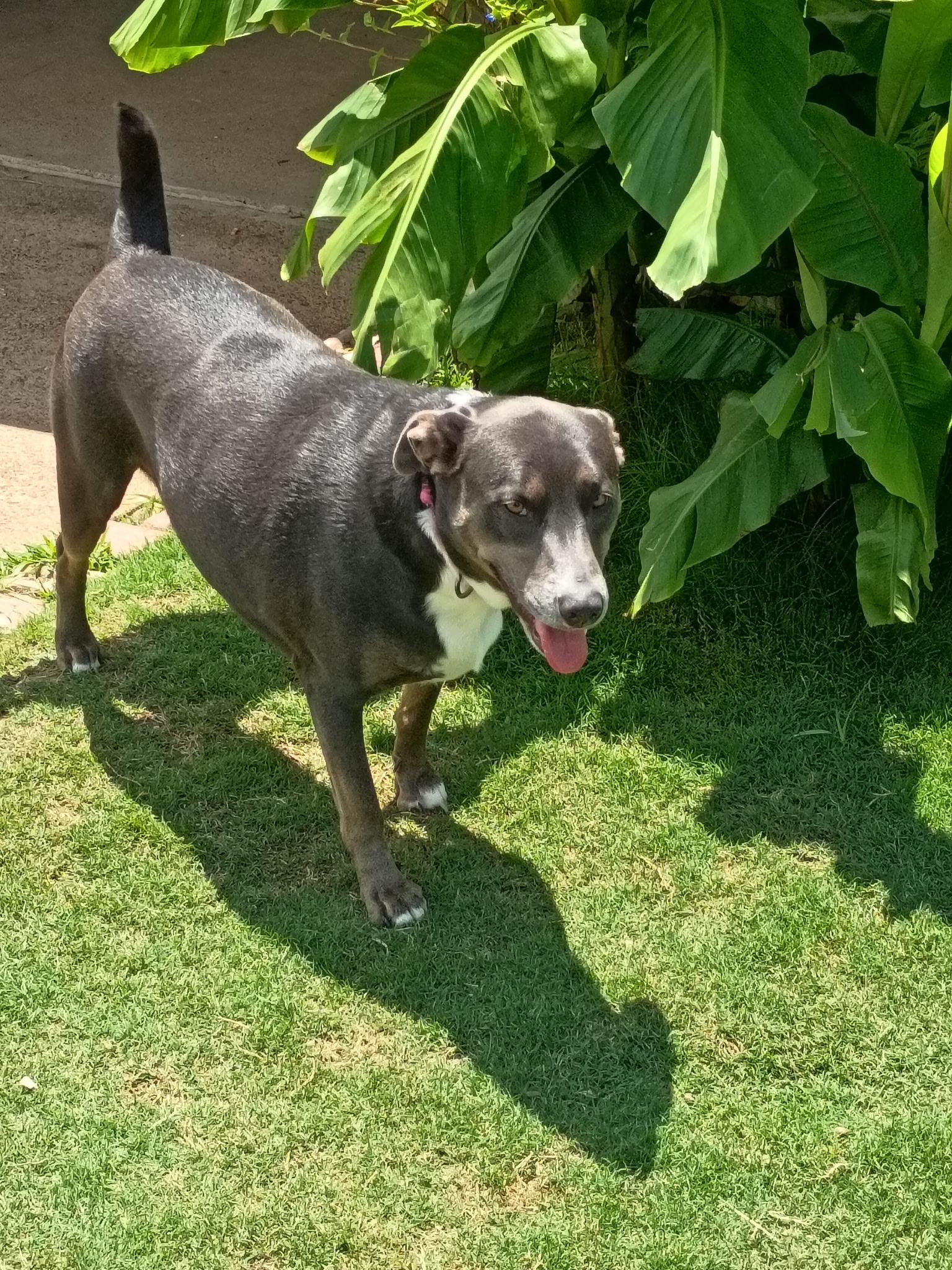 MA'AM SAPPHIRE, a ADOPTABLE mixed breed in Jackson, TN image 3/6