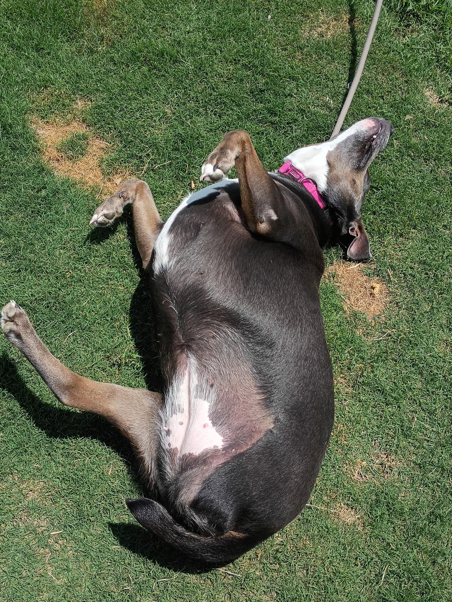 MA'AM SAPPHIRE, a ADOPTABLE mixed breed in Jackson, TN image 4/6