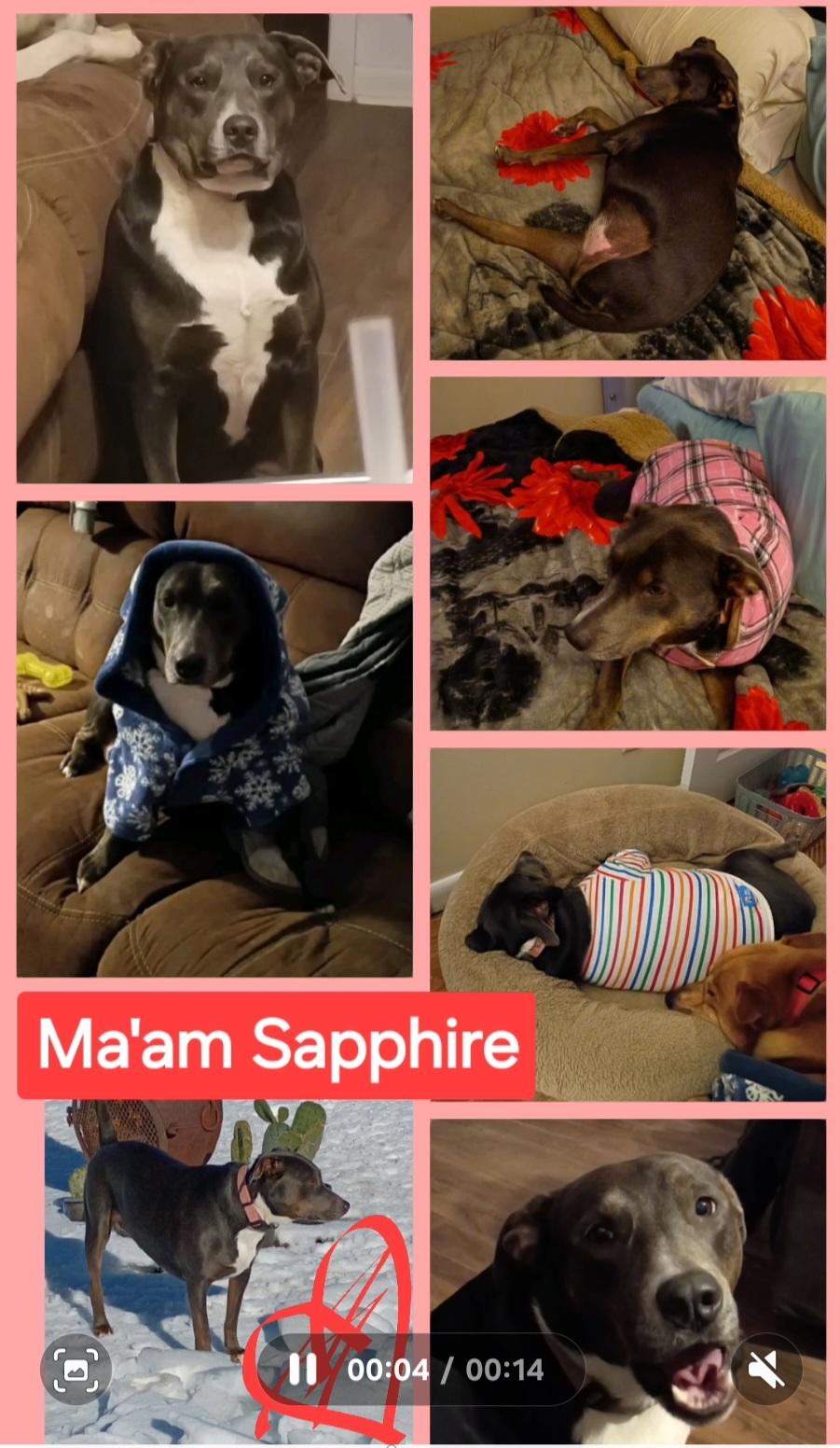 MA'AM SAPPHIRE, a ADOPTABLE mixed breed in Jackson, TN image 2/6