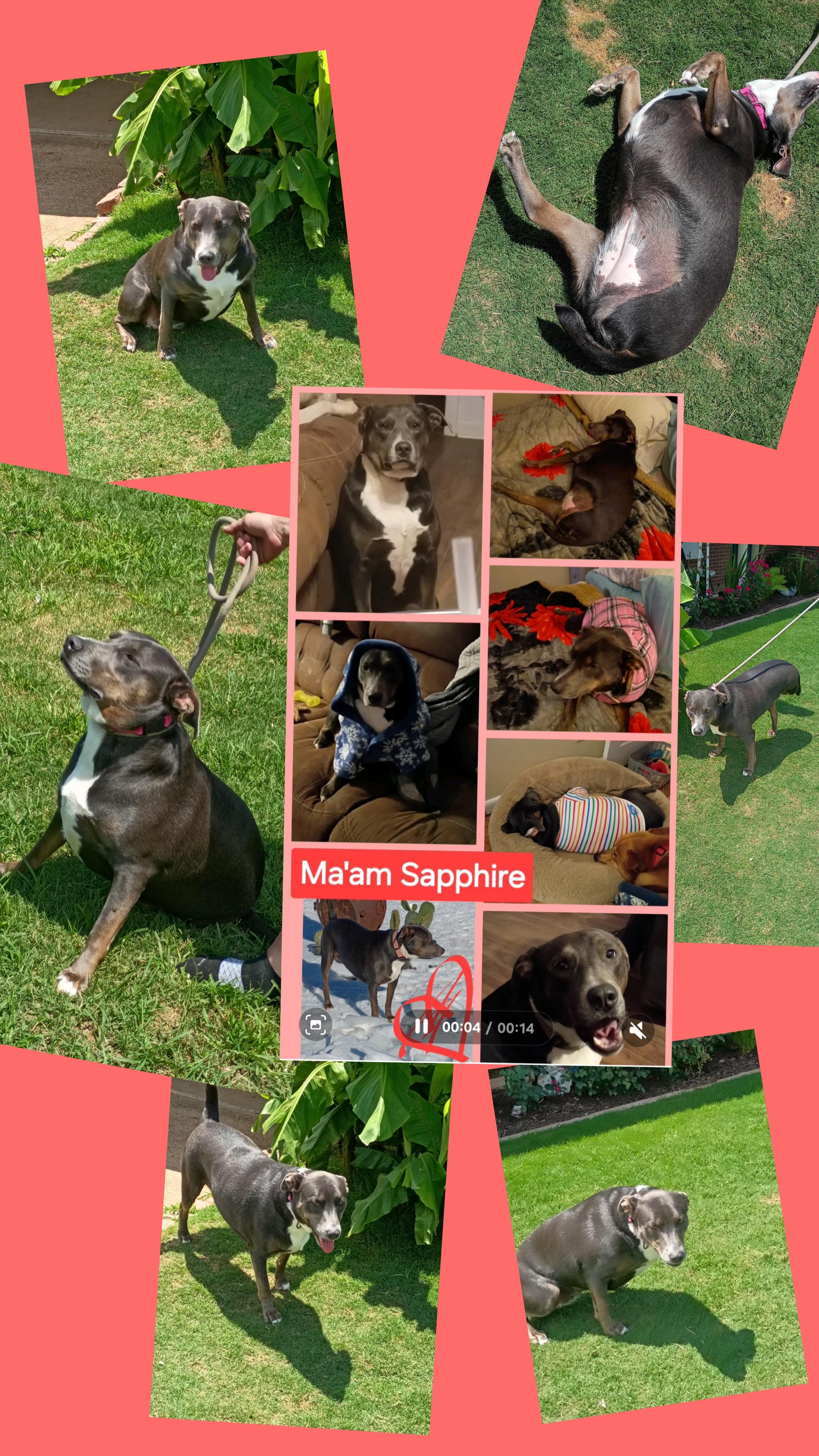 MA'AM SAPPHIRE, ADOPTABLE, Young Female Labrador Retriever & Australian Kelpie.