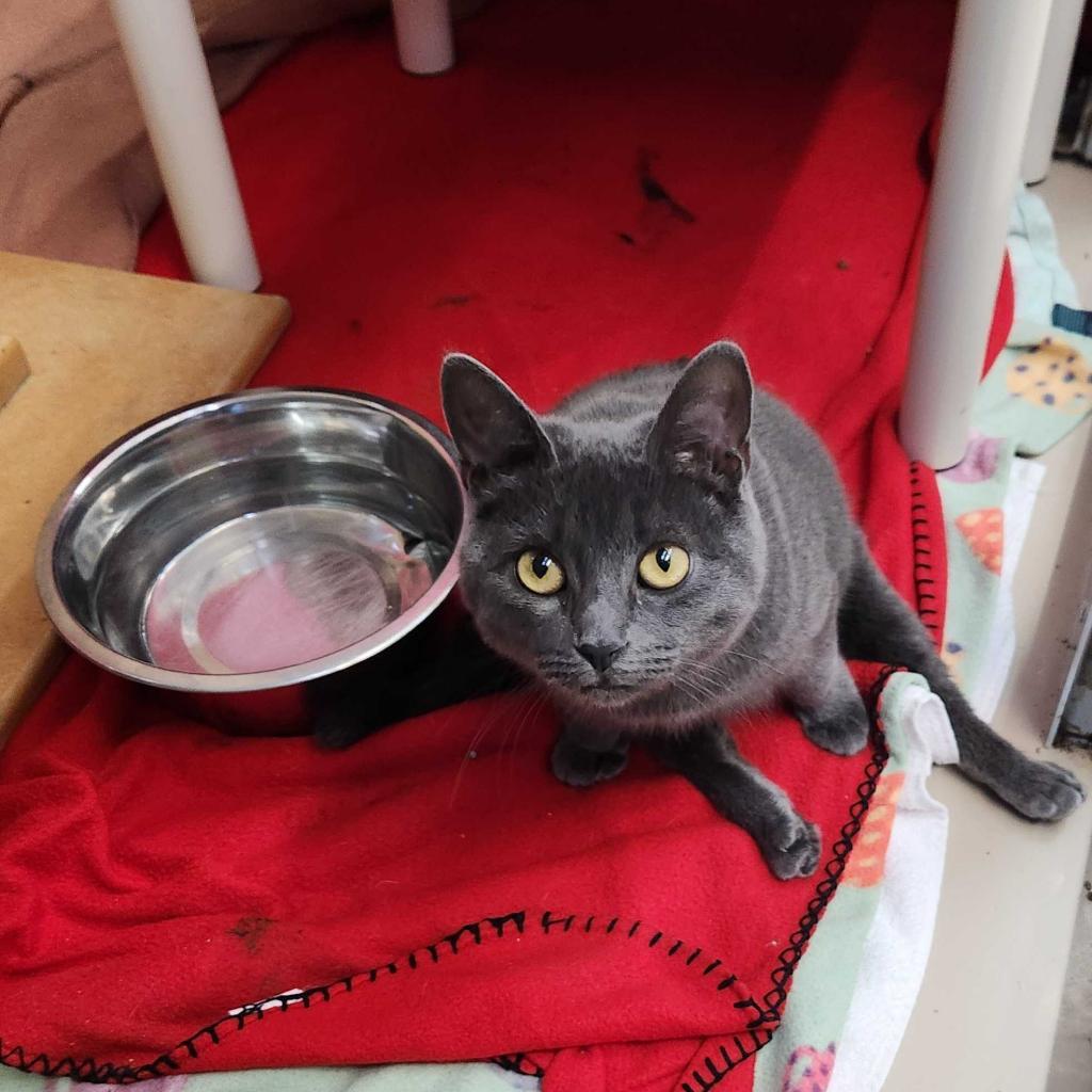 Grippy Socks — thumbnail 2