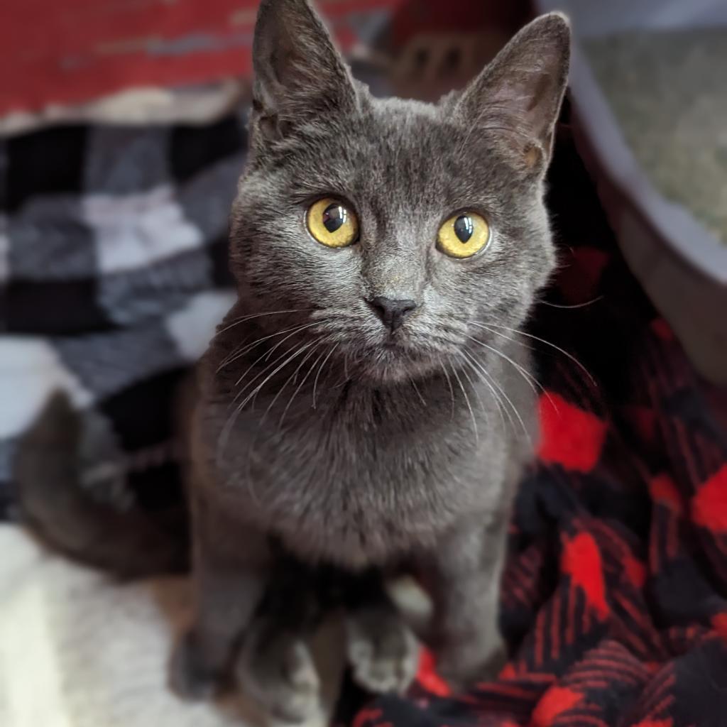 Grippy Socks — thumbnail 3