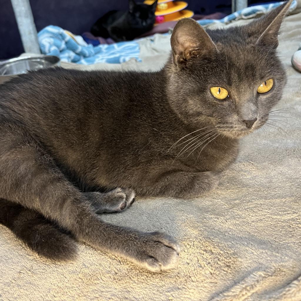 Grippy Socks — thumbnail 4