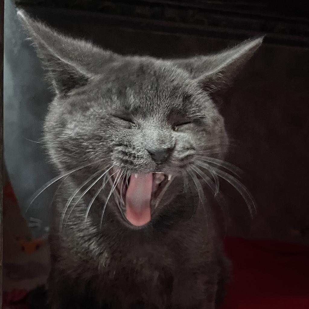 Grippy Socks — thumbnail 5