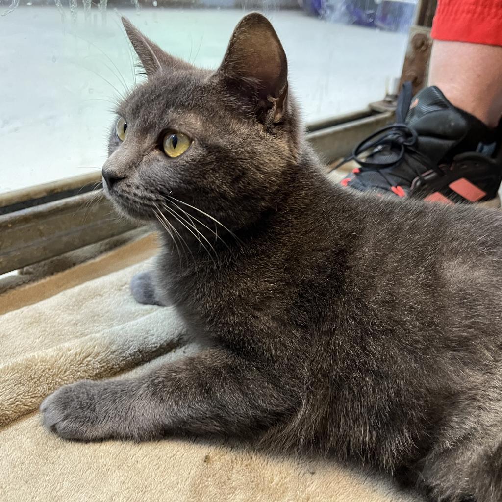 Grippy Socks — thumbnail 6