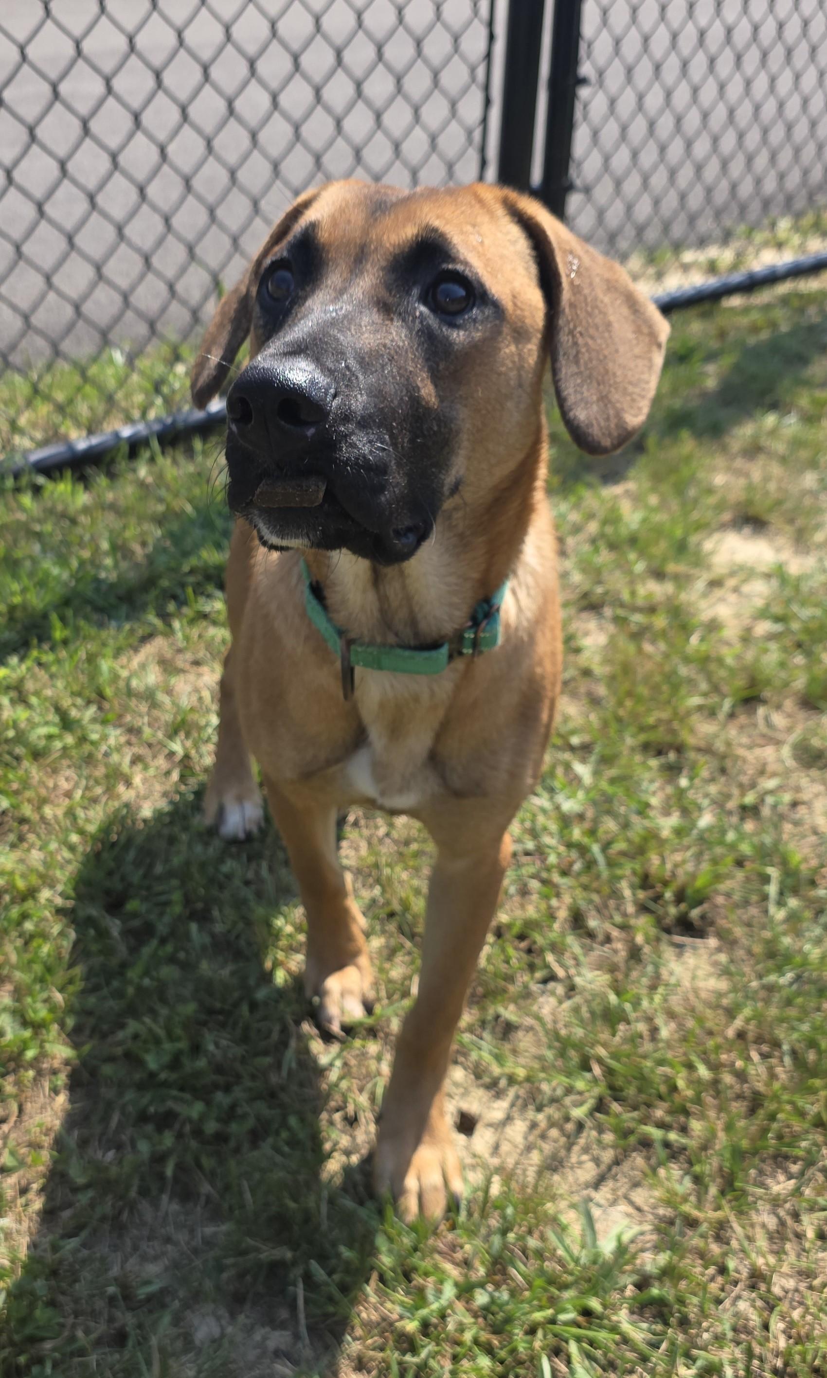 Enlarge Emmy, a Adoptable mixed breed in Shepherdsville, KY image 3/4
