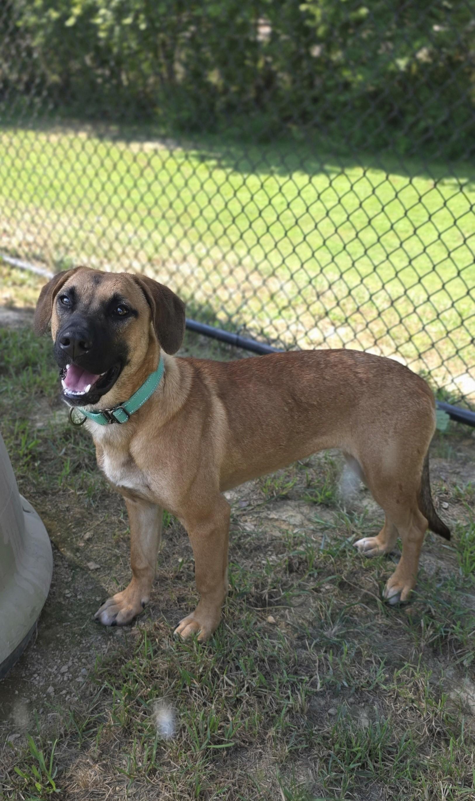 Enlarge Emmy, a Adoptable mixed breed in Shepherdsville, KY image 2/4