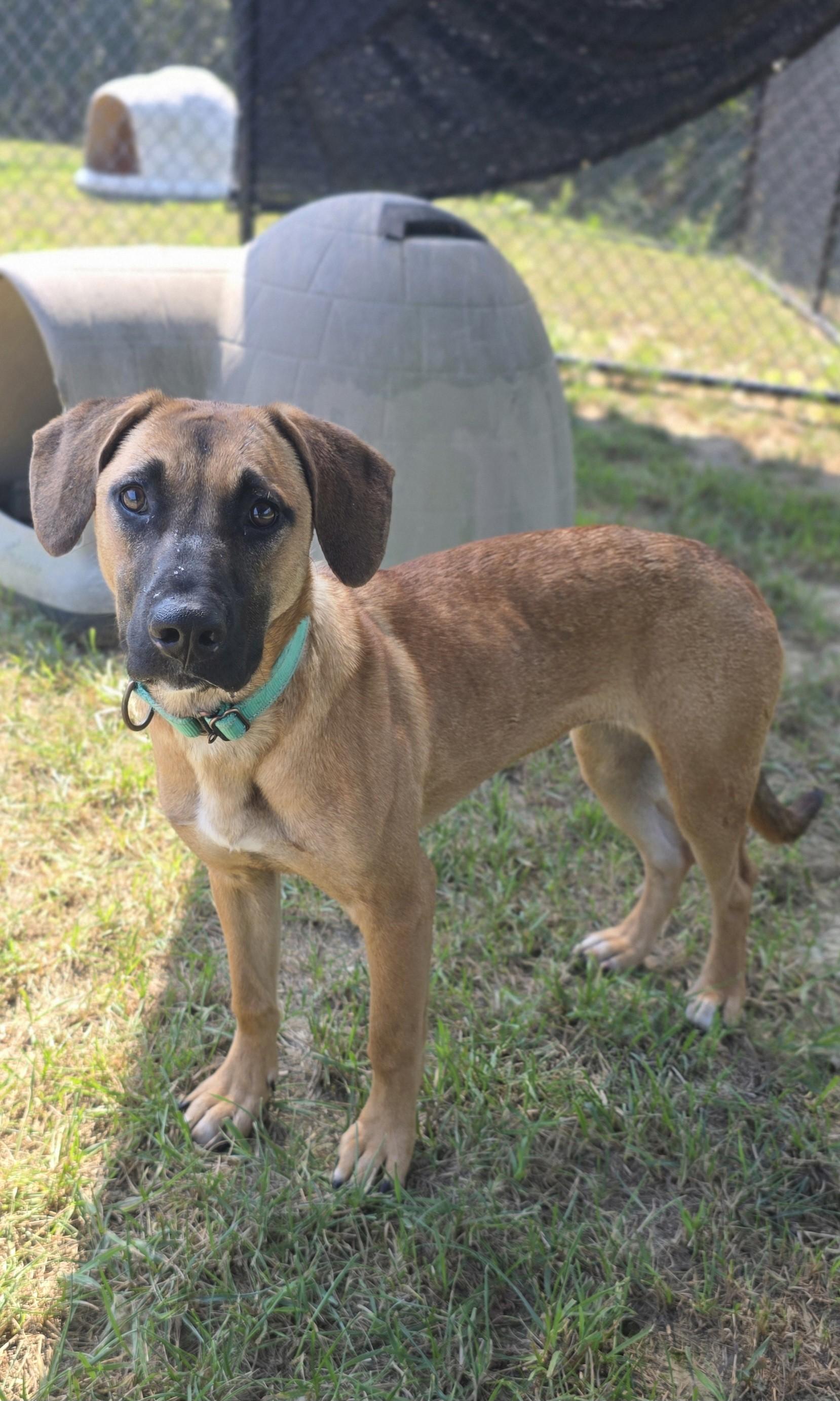 Enlarge Emmy, a Adoptable mixed breed in Shepherdsville, KY image 1/4